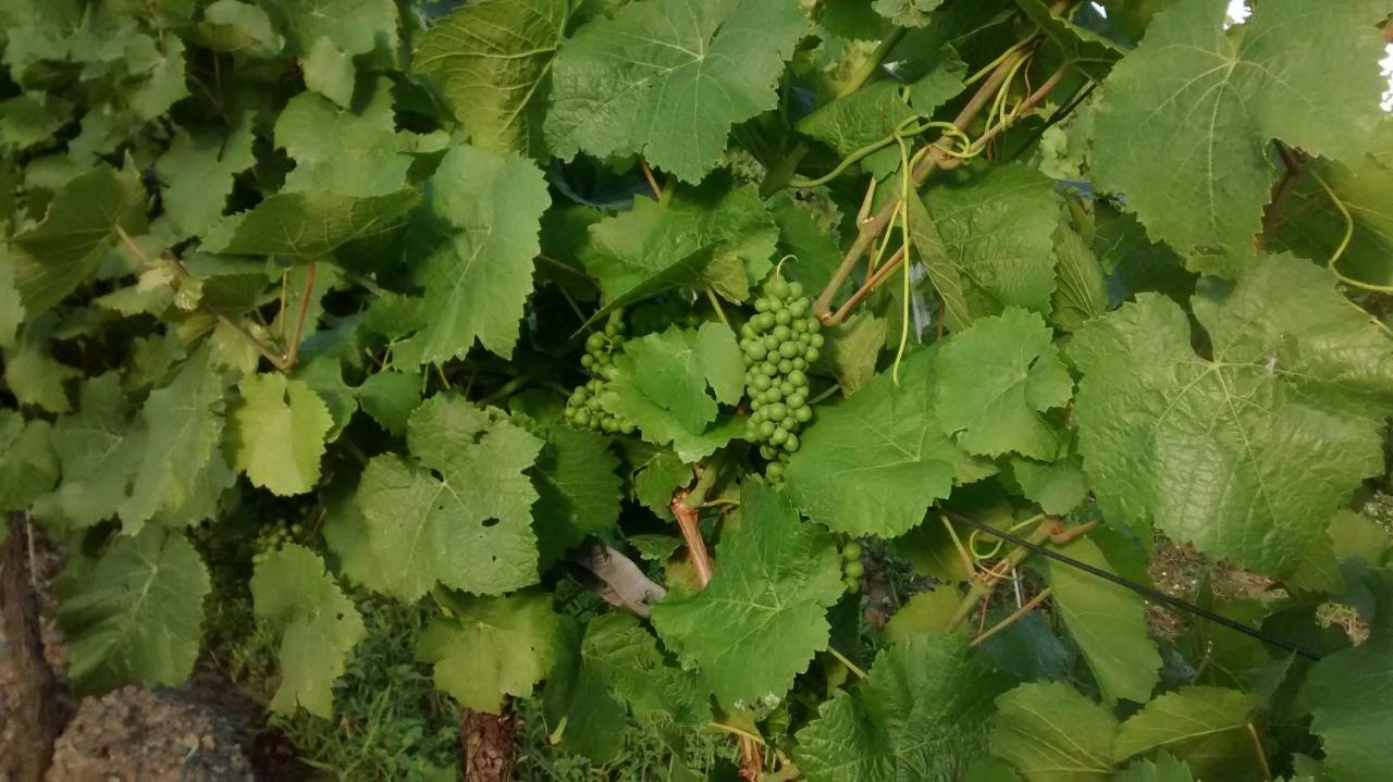 Вілла Weingut Sauer-Kettermann Енкірх Екстер'єр фото